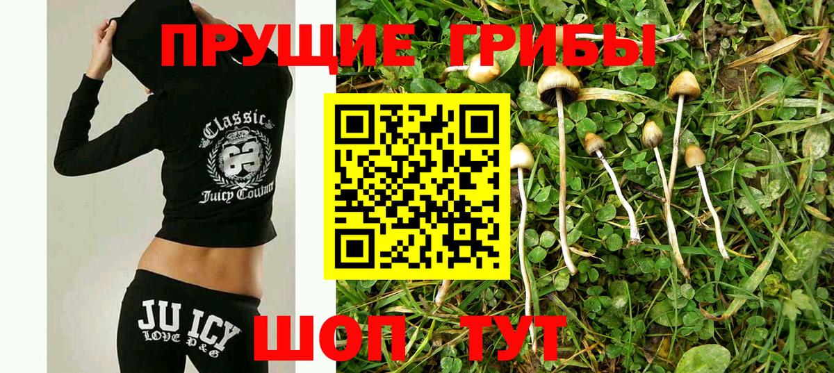 Псилоцибиновые грибы Psilocybine cubensis Вольск
